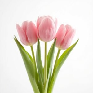 Tulipan