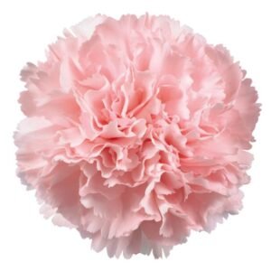 Clavel