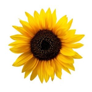 Girasol