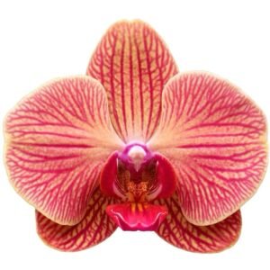 Orquidea
