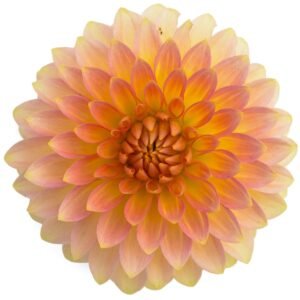 Dalia